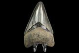 Serrated, Fossil Megalodon Tooth #129985-2